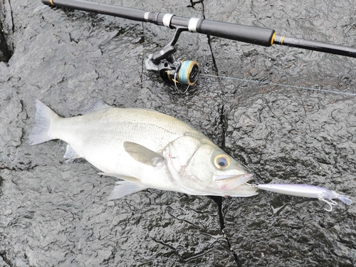 ヒラスズキの釣果