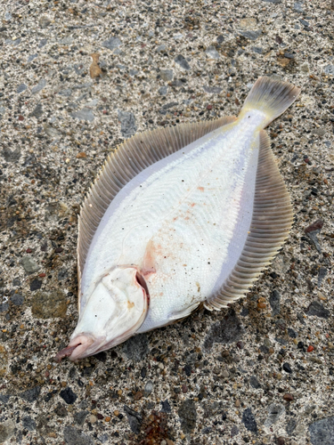 マガレイの釣果