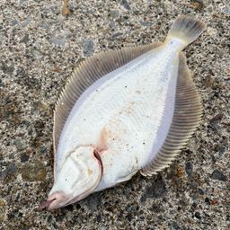 マガレイ