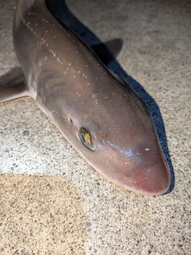 ホシザメの釣果