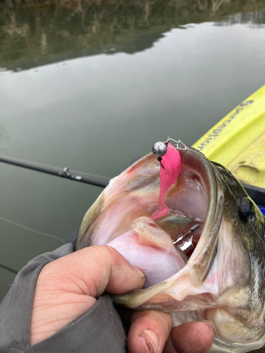 ラージマウスバスの釣果