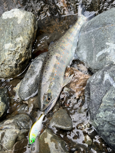 アマゴの釣果