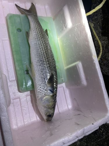 ボラの釣果