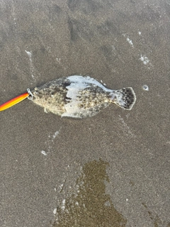 ソゲの釣果