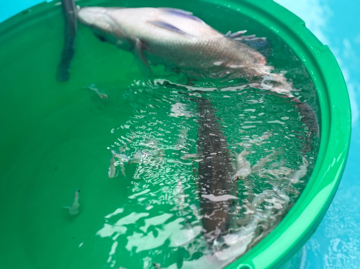 もふもふあきさんの釣果 3枚目の画像