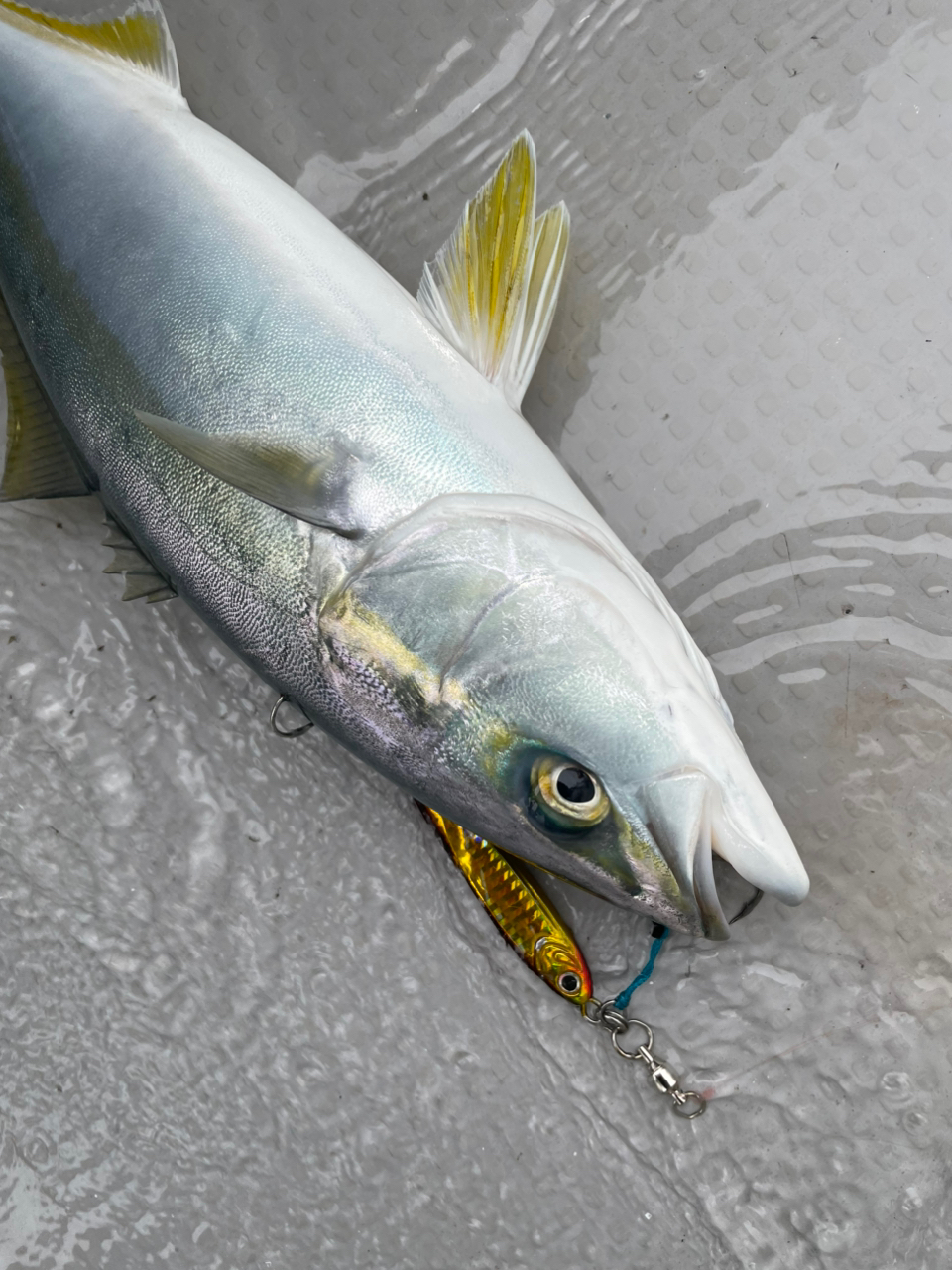 SHIMANO 18オシアジガー LJ B62-2/FSの最安値・インプレ・釣果 SHIMANO 18オシアジガー LJ B62-2/FSの最安値・インプレ・釣果