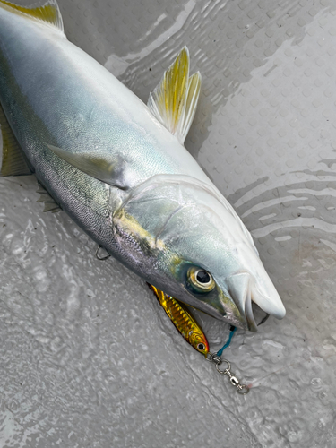 ハマチの釣果