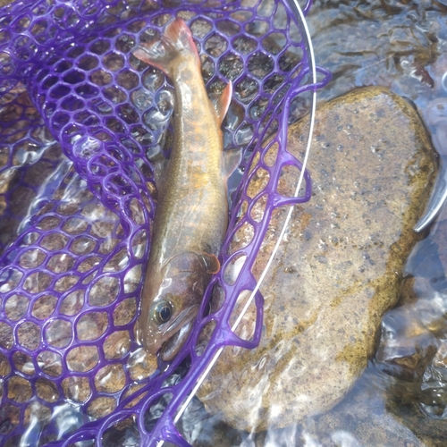 イワナの釣果