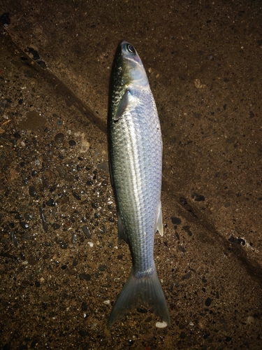 表浜名湖