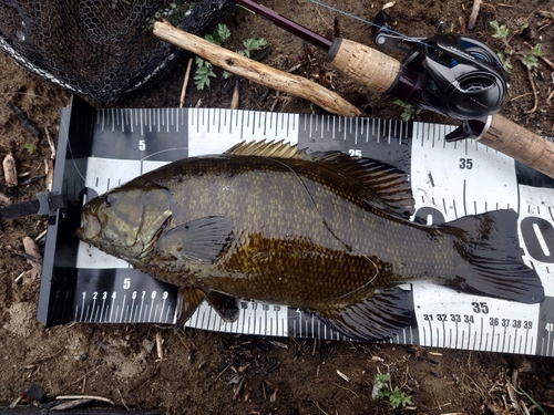 スモールマウスバスの釣果