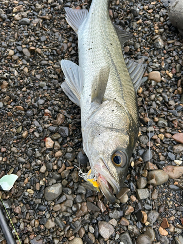 スズキの釣果