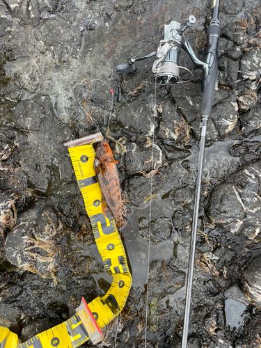 アイナメの釣果