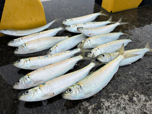 カタボシイワシの釣果