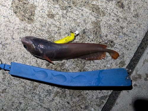 ドンコの釣果
