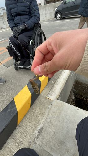 ハゼの釣果