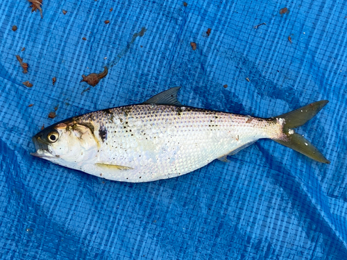 コノシロの釣果