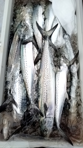 サワラの釣果