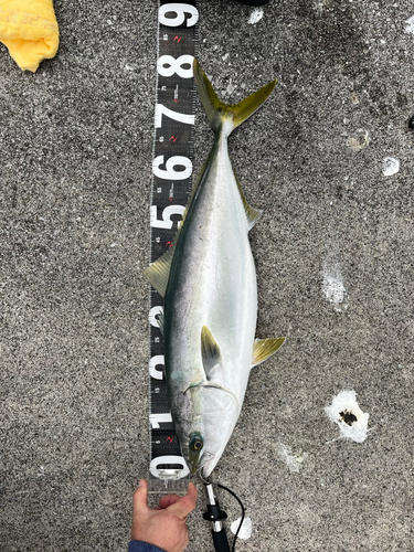 ブリの釣果
