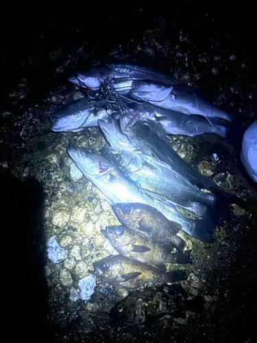 クロメバルの釣果