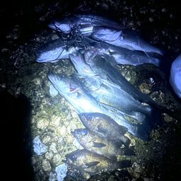 クロメバル