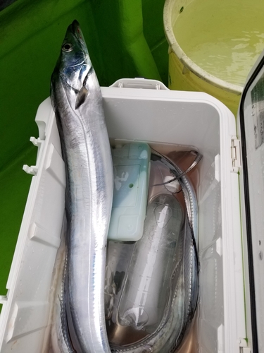 タチウオの釣果