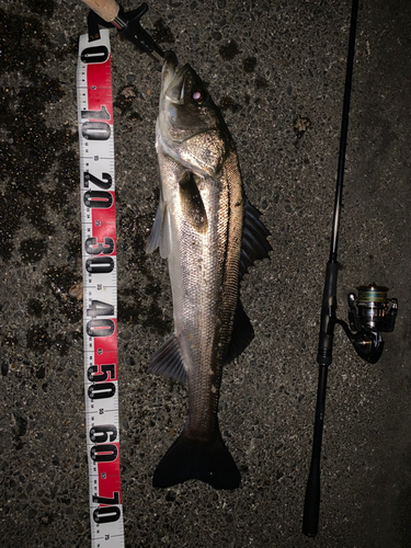 シーバスの釣果