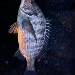クロダイ