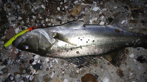 シーバスの釣果