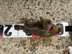ソイの釣果