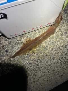 ヤリイカの釣果