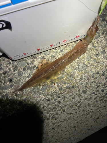 ヤリイカの釣果