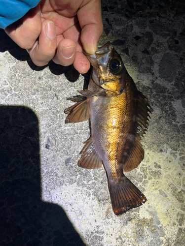 メバルの釣果