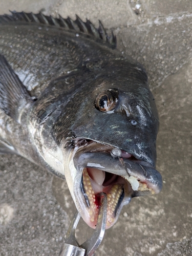 クロダイの釣果