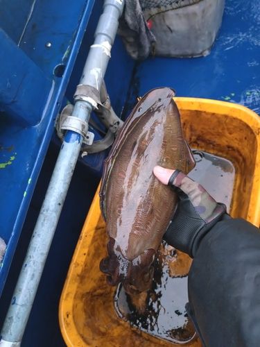 カミナリイカの釣果