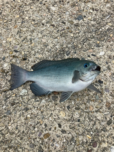 グレの釣果