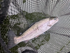 ホウライマスの釣果