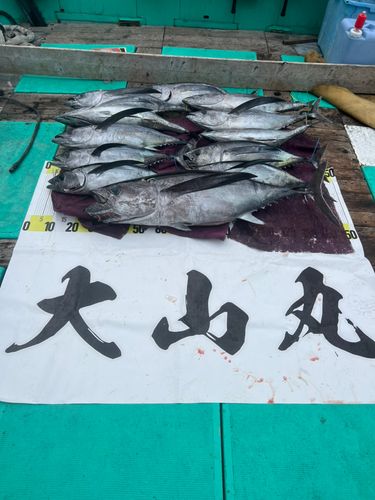 ビンチョウマグロの釣果