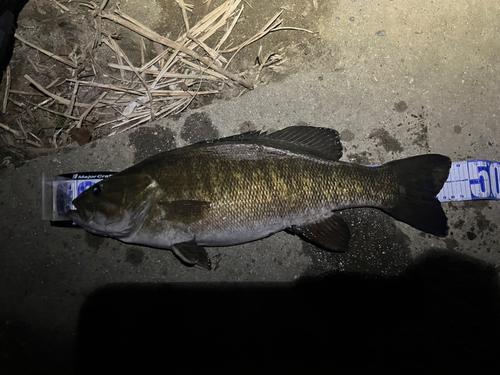 スモールマウスバスの釣果