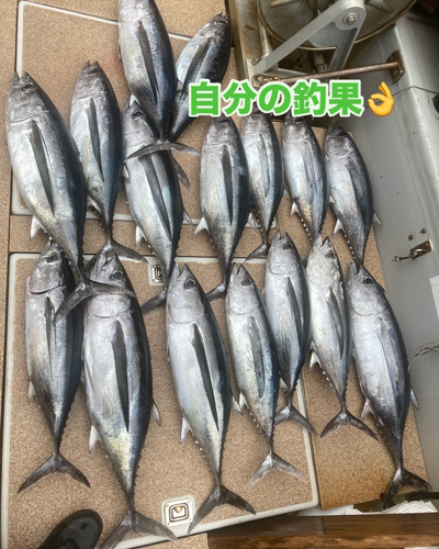 ビンチョウマグロの釣果