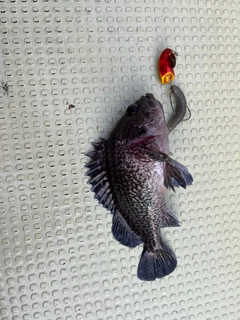 アイナメの釣果