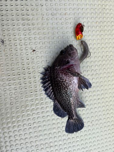 アイナメの釣果
