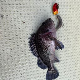 アイナメ