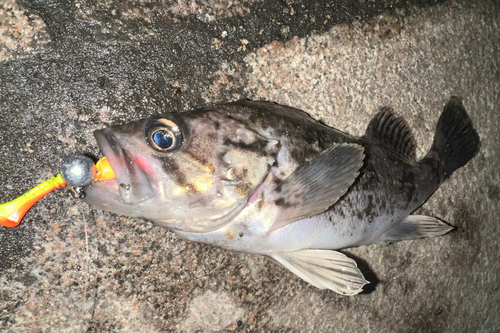 クロソイの釣果