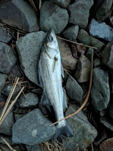 釣果