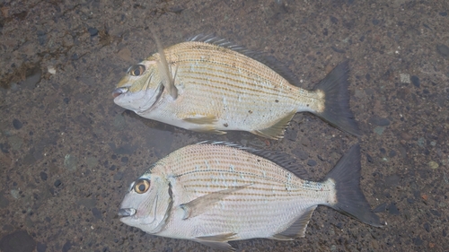 ヘダイの釣果