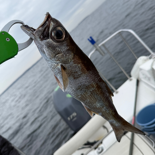 ムツの釣果