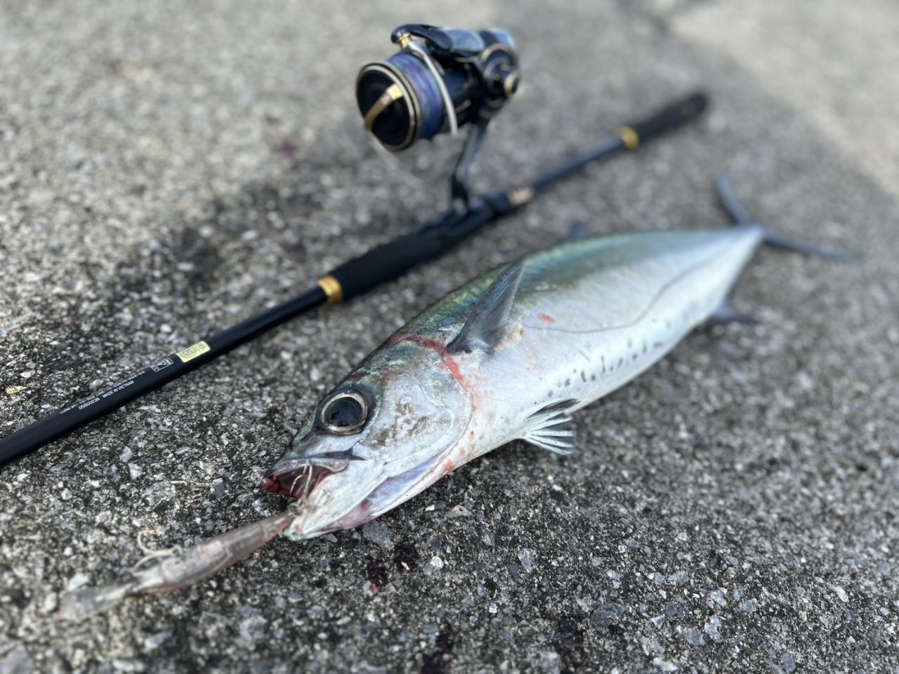DAIWA 23ソルティガ 4000-XHの最安値・インプレ・釣果 | 本音の DAIWA 23ソルティガ 4000-XHの最安値・インプレ・釣果 | 本音の