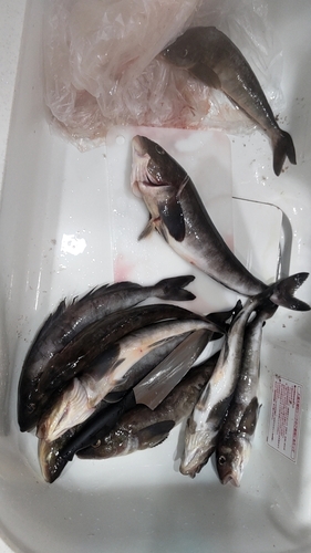 ホッケの釣果