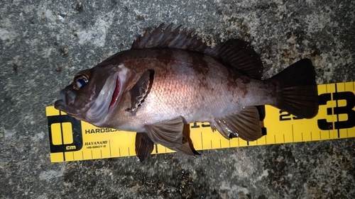 シロメバルの釣果