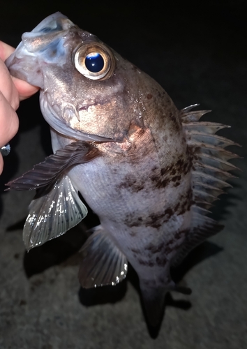 メバルの釣果